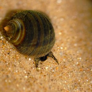 COMMON PERIWINKLE