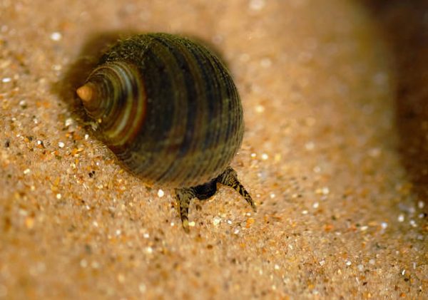 COMMON PERIWINKLE